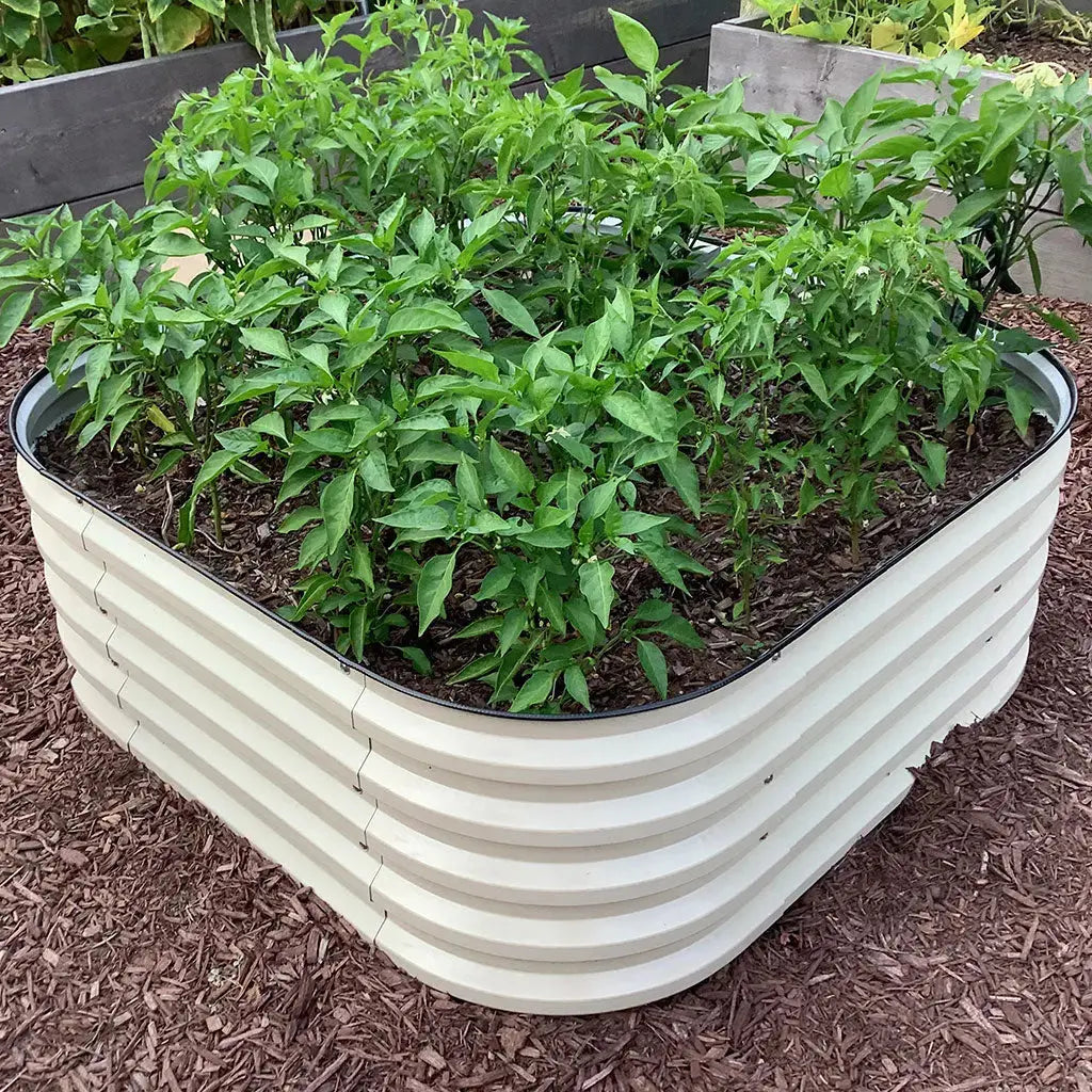 5x2 corrugated metal raised bed growing peppers-Vegega