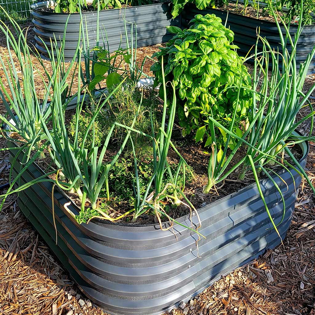 5x2 corrugated metal raised bed grow onions and basil