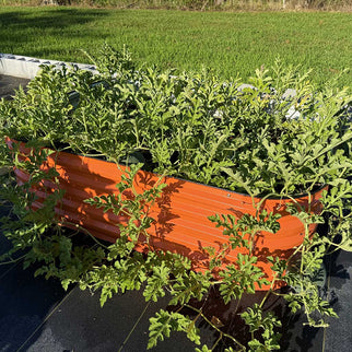 6.5x2 Modern Raised Garden Beds garden orange-Vegega raised garden beds