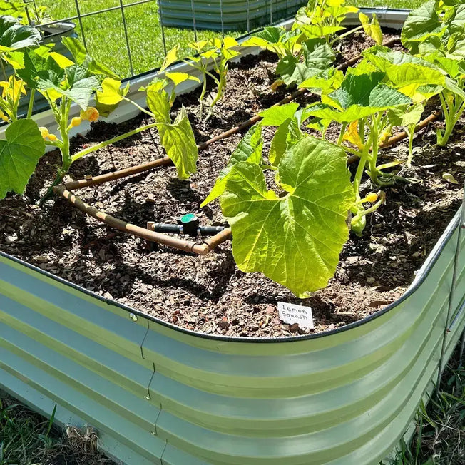 planter box grows squash-Vegega