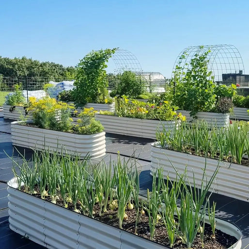 17 inches tall green galvanized steel planter boxes growing spring onions-Vegega