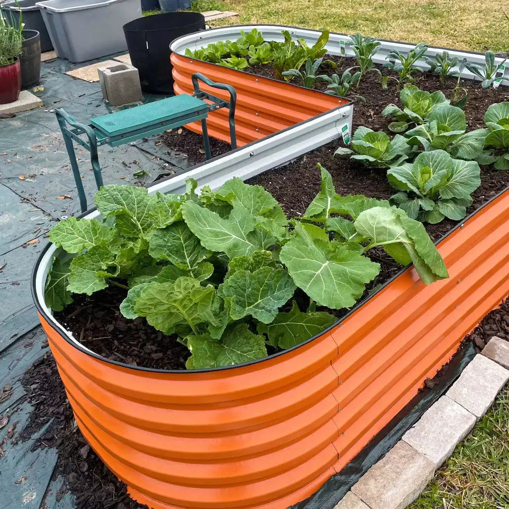 L-shaped raised garden bed orange growing veggies-Vegega