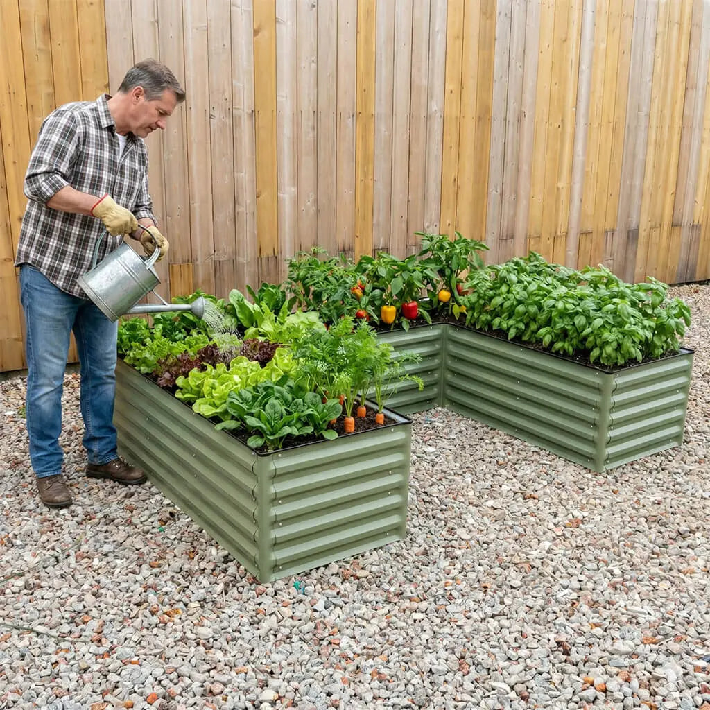 a man water a  rectangular raised garden bed growing veggies-Vegega