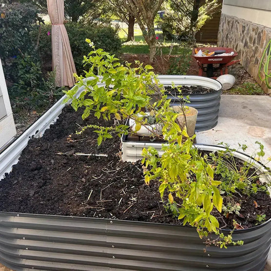 u shaped garden bed growing tomatoes