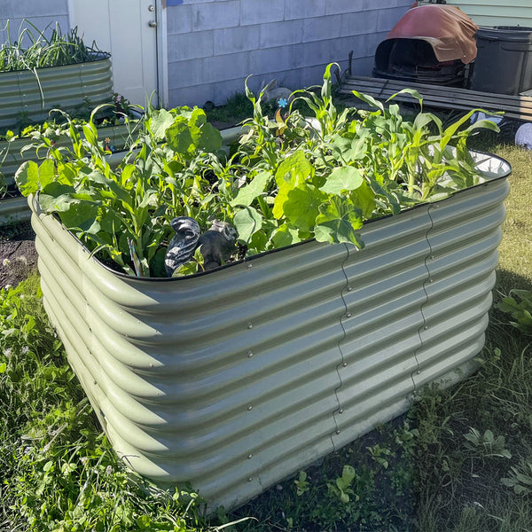 5x2 Galvanized Flower Bed growing plants