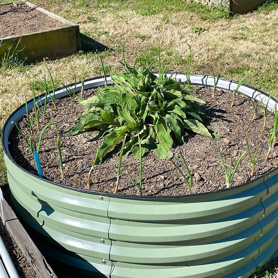 grow scallions in a round metal raised garden bed-Vegega