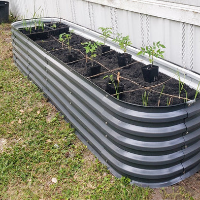 transplant seedlings in grey metal planter box-Vegega